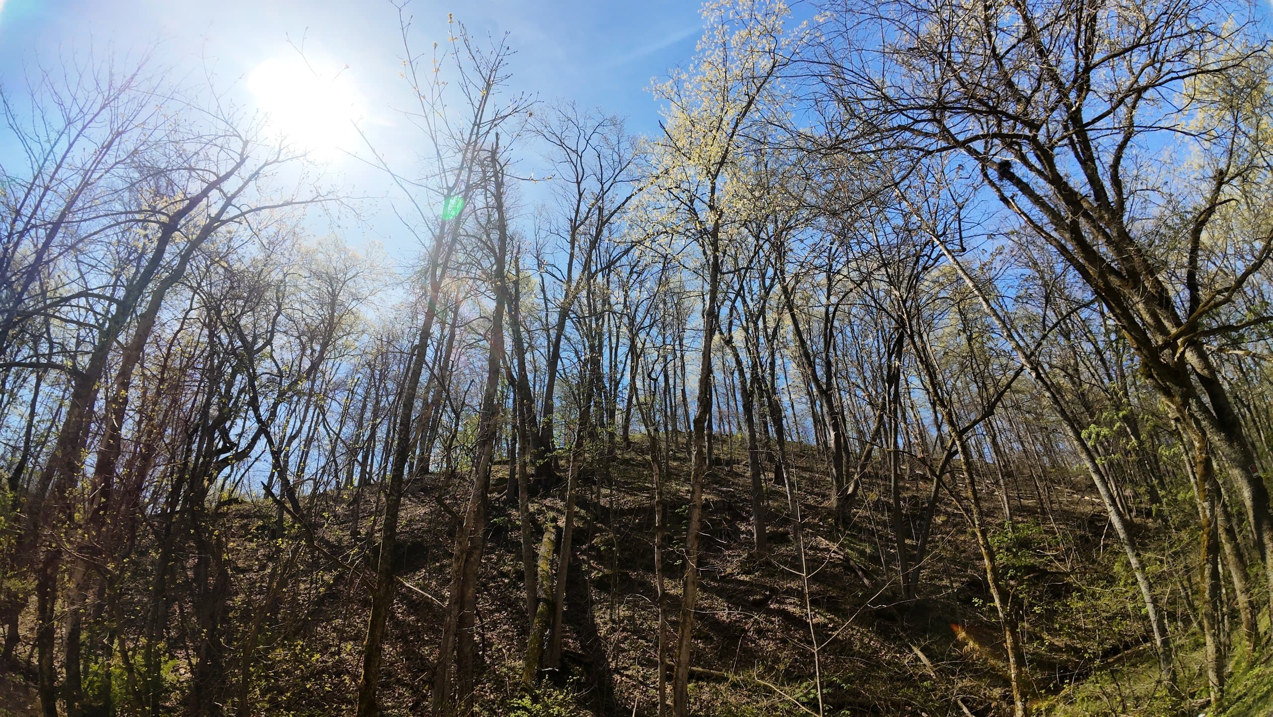 Sunlit spring woodland on a hillside along Bigley Road in the Mid-Ohio Valley, photographed by Horizon Heights Productions.